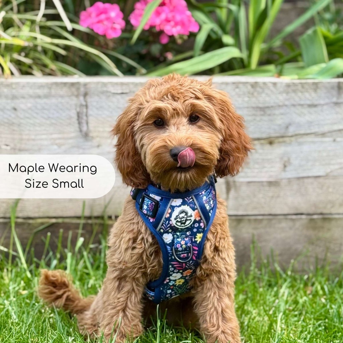 Summer Meadow No Pull Dog Harness