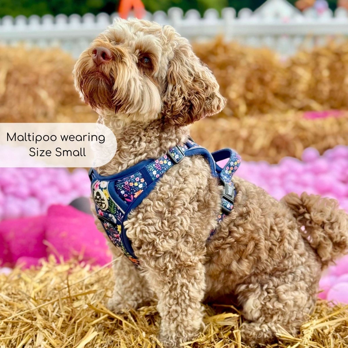 Summer Meadow No Pull Dog Harness