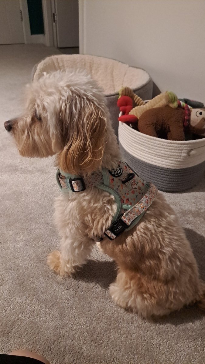 Woodland Friends No Pull Dog Harness
