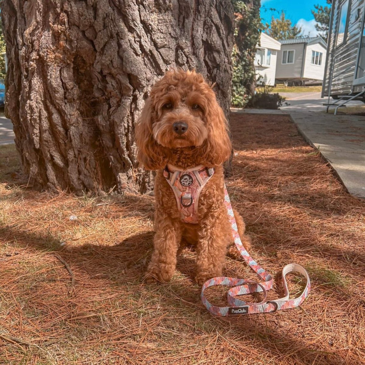 Rugged Rover Harness Autumn Breeze No Pull