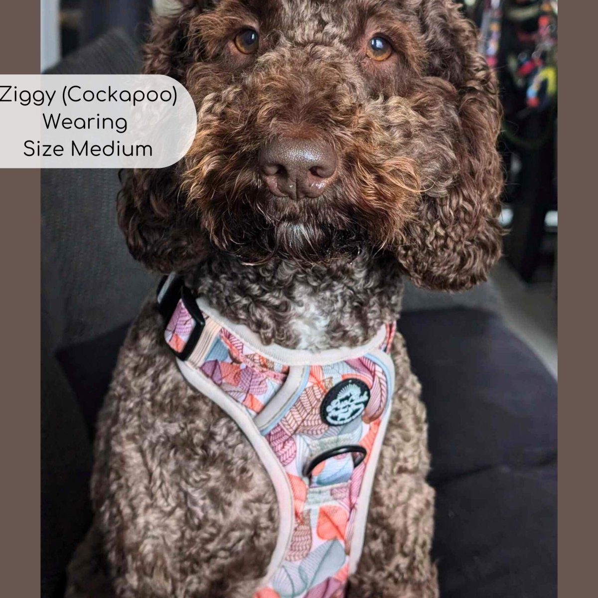 Rugged Rover Harness Autumn Breeze No Pull