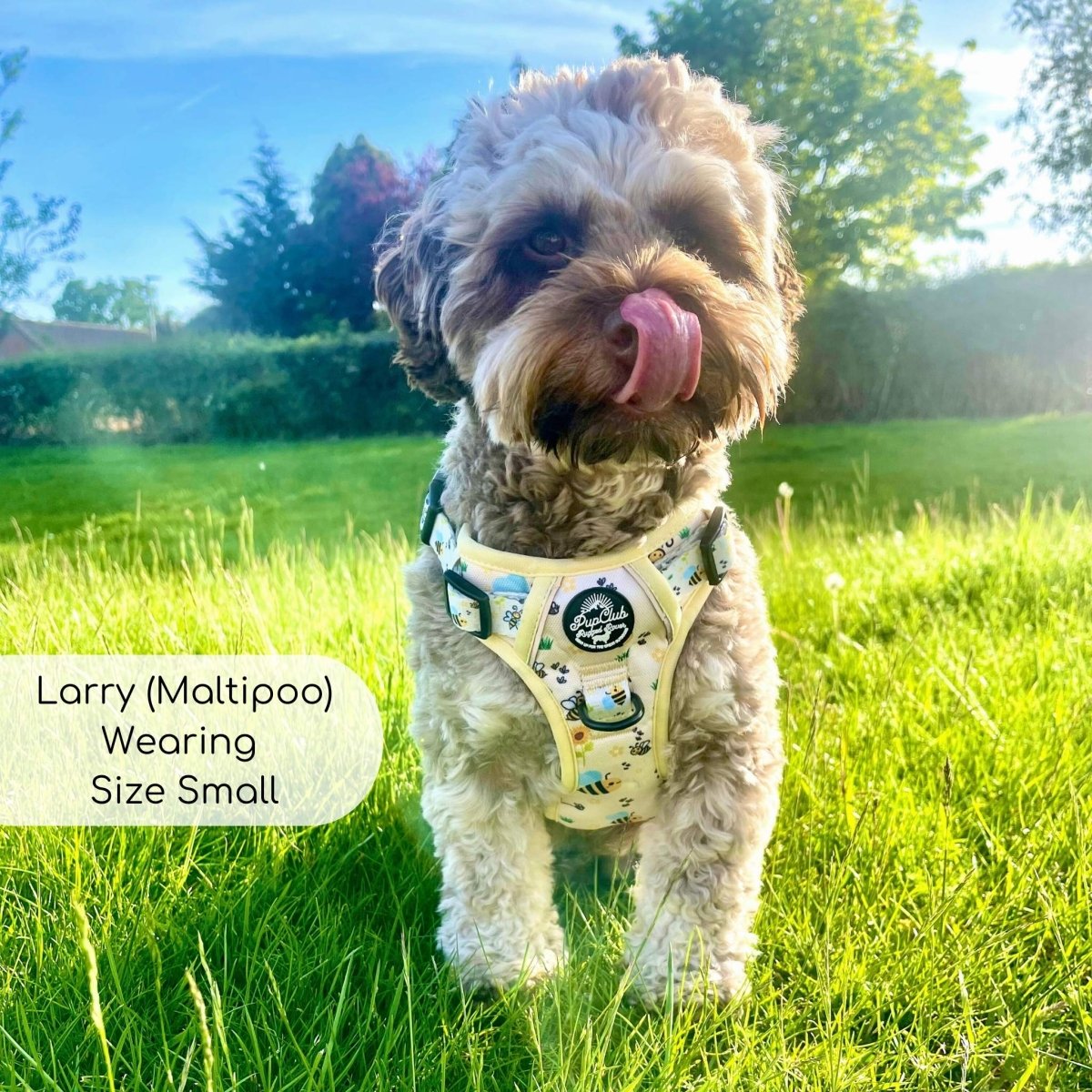 Bee-utiful Summer No Pull Dog Harness