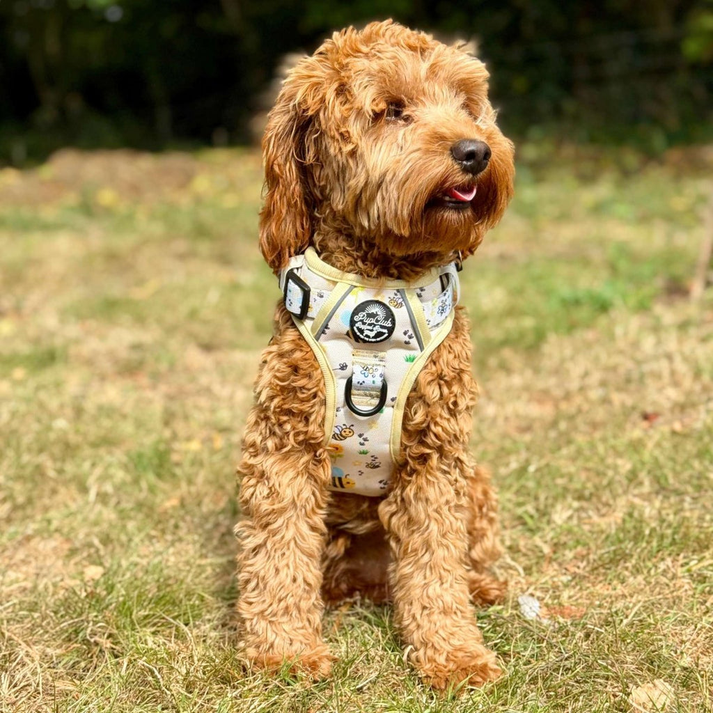 Bee-utiful Summer No Pull Dog Harness