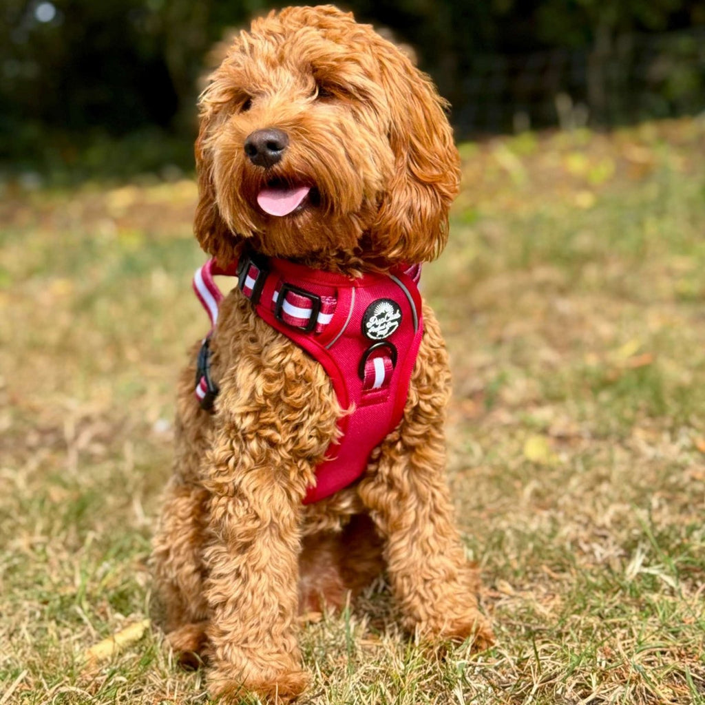 Berry Red Rugged Rover Dog Harness No Pull