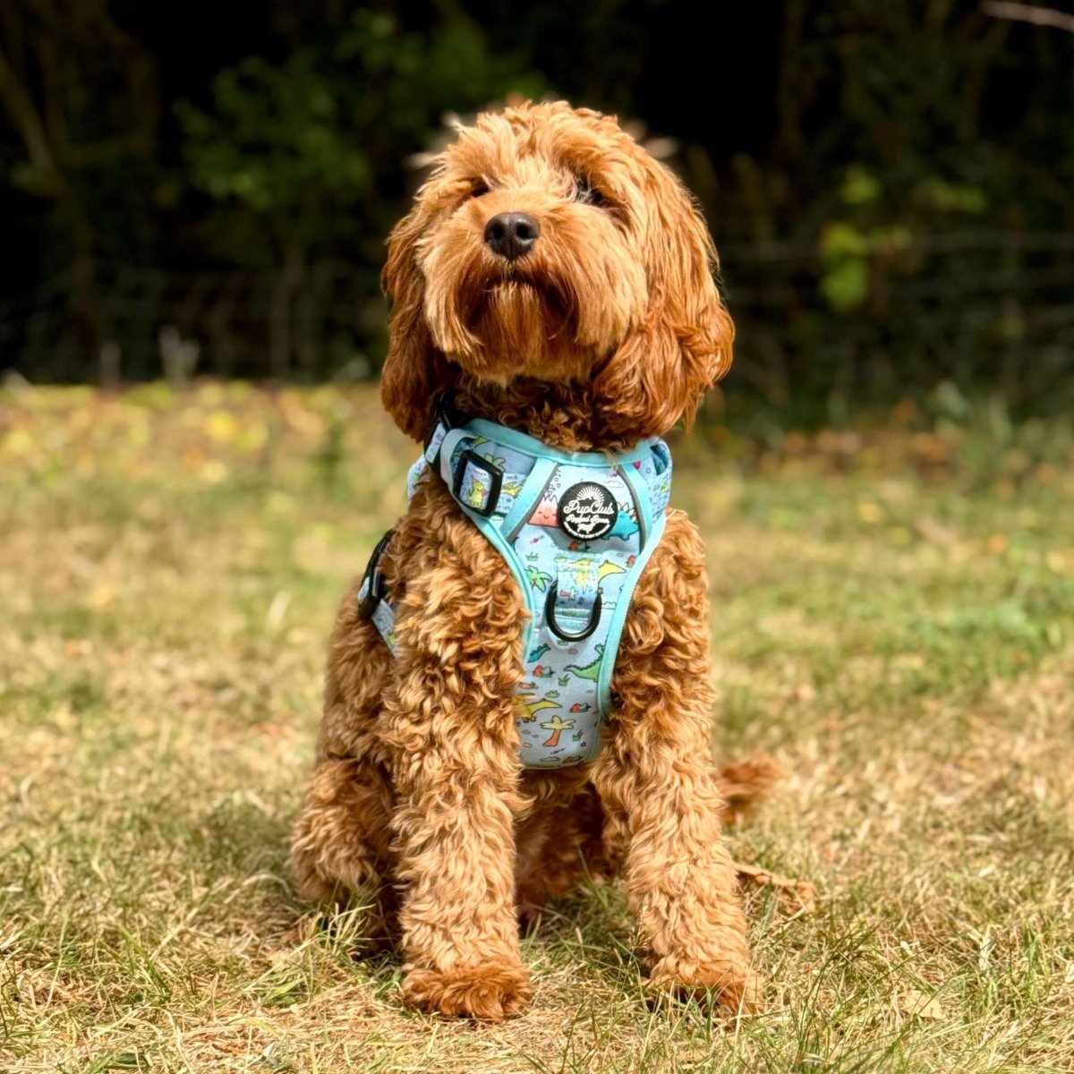 Dinosaur Party No Pull Dog Harness