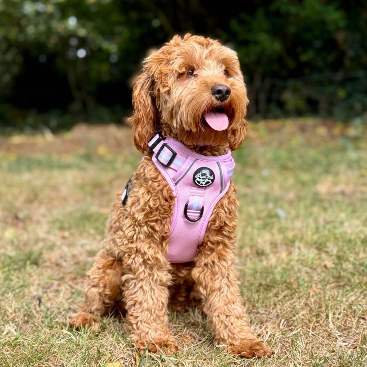 Pastel Pink No Pull Dog Harness with Front and Back Control