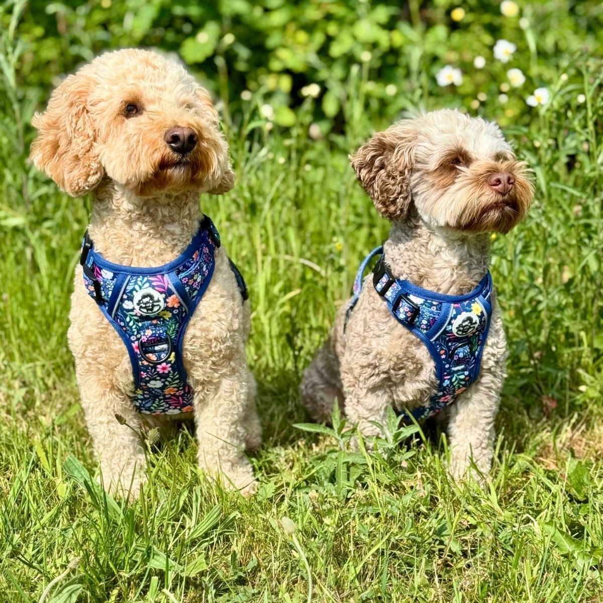 Summer Meadow No Pull Dog Harness