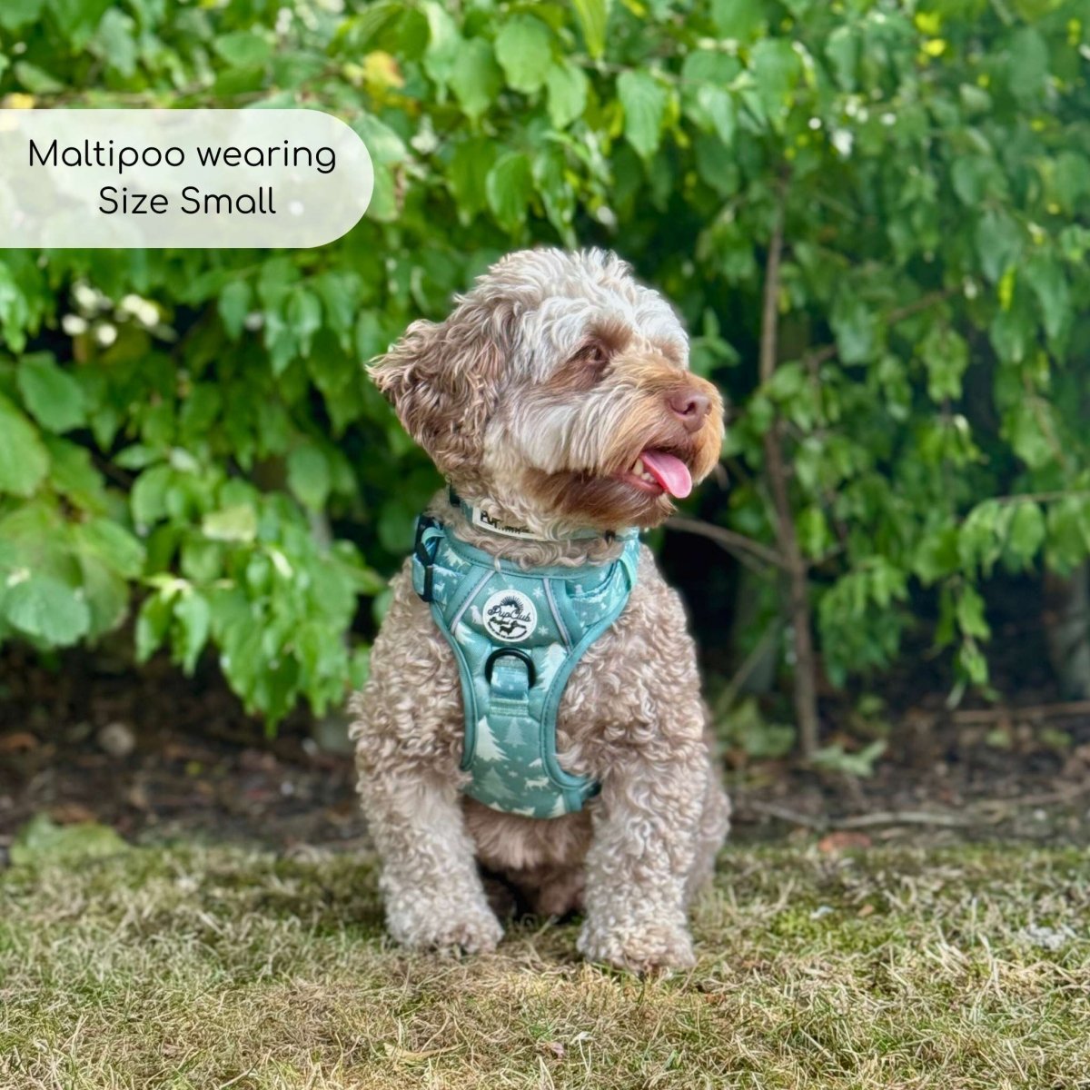 Rugged Rover Harness Evergreen Trails