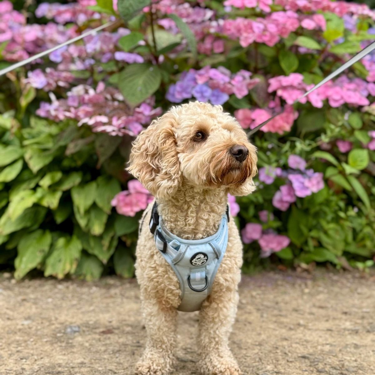 Pastel Blue Rugged Rover Dog Harness