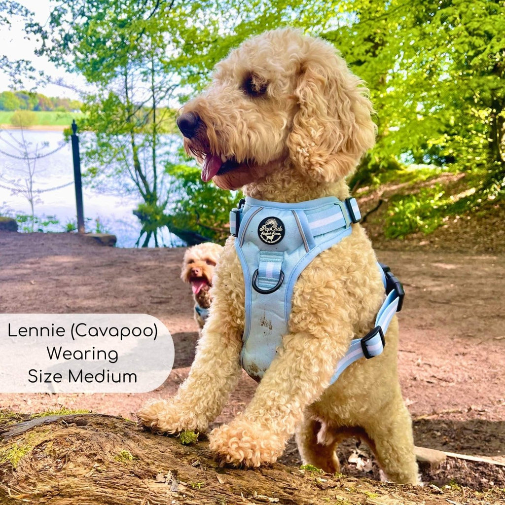 Pastel Blue Rugged Rover Dog Harness