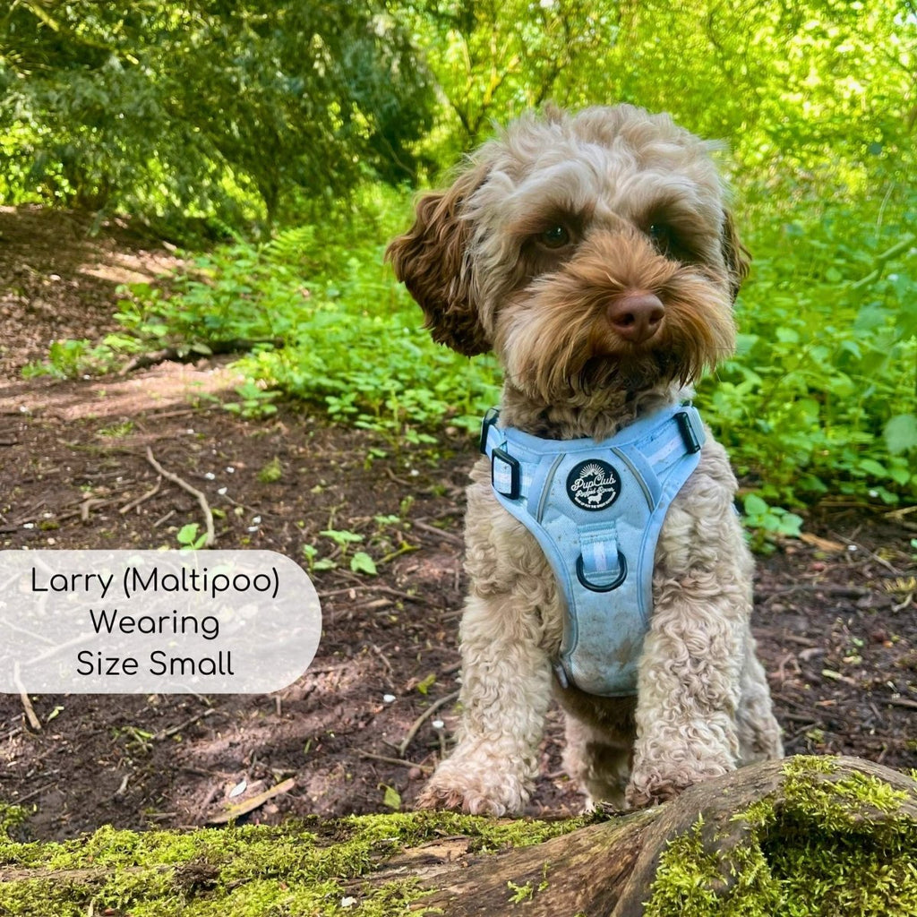 Pastel Blue Rugged Rover Dog Harness