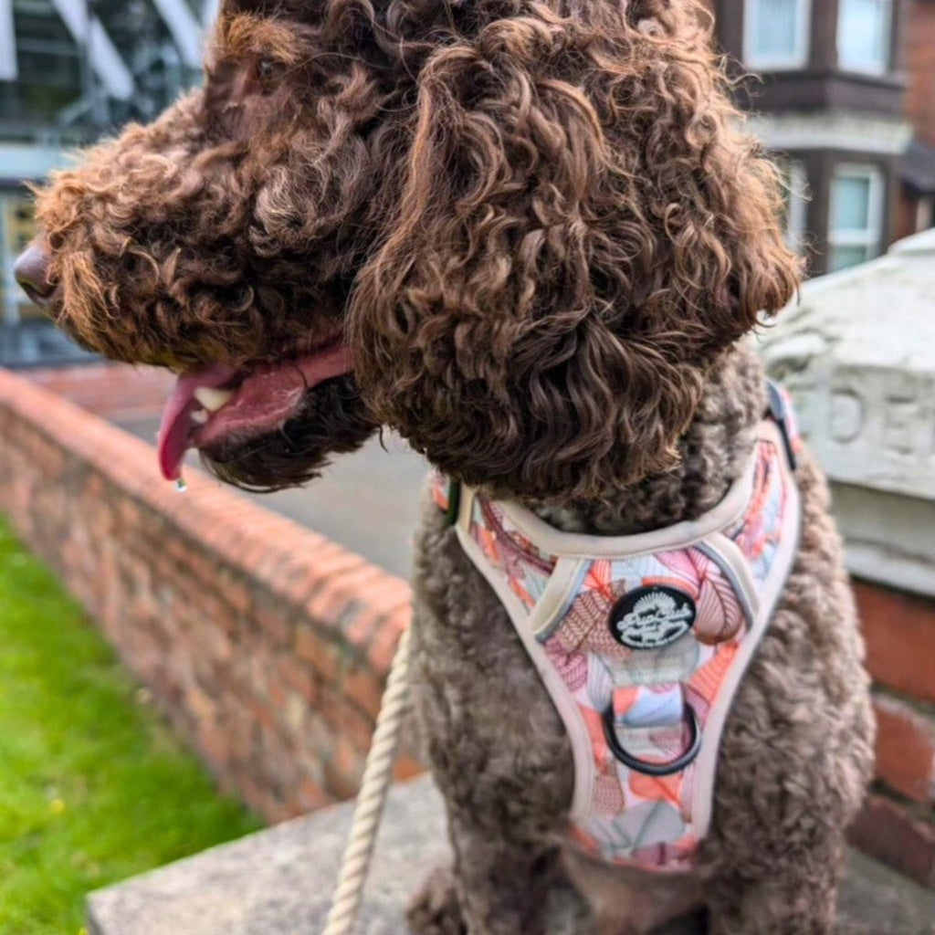 Rugged Rover Harness Autumn Breeze No Pull