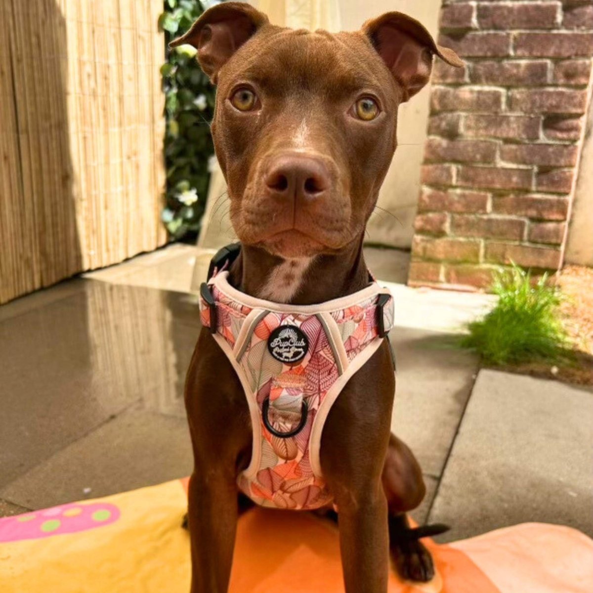 Rugged Rover Harness Autumn Breeze No Pull