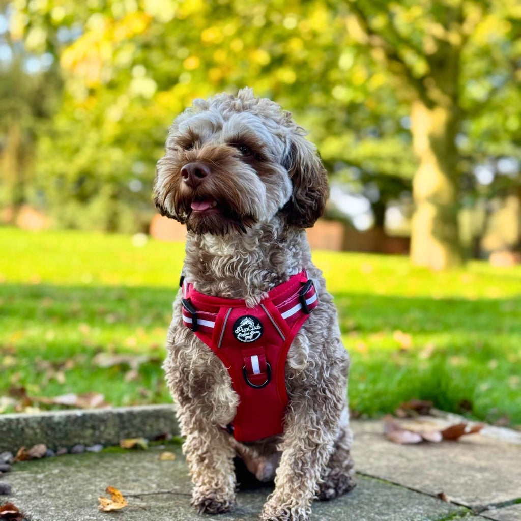 Berry Red Rugged Rover Dog Harness No Pull
