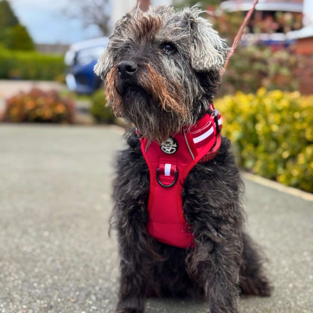 Berry Red Rugged Rover Dog Harness No Pull