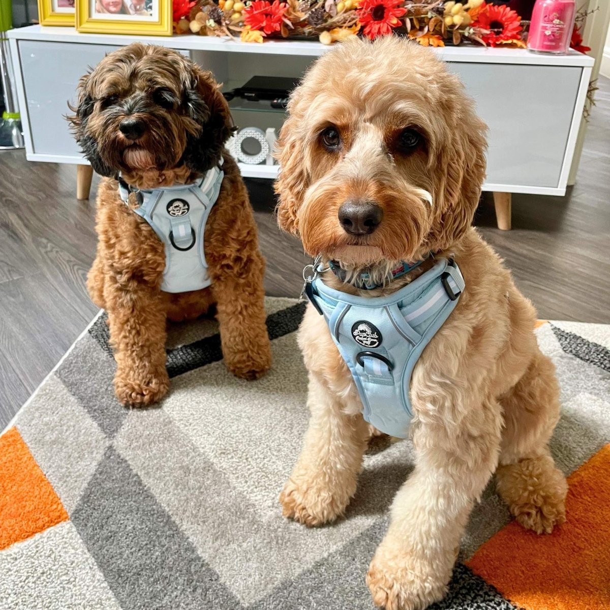 Pastel Blue Rugged Rover Dog Harness