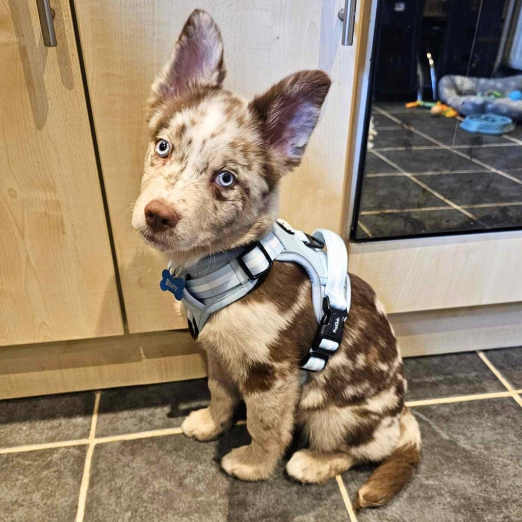 Pastel Blue Rugged Rover Dog Harness