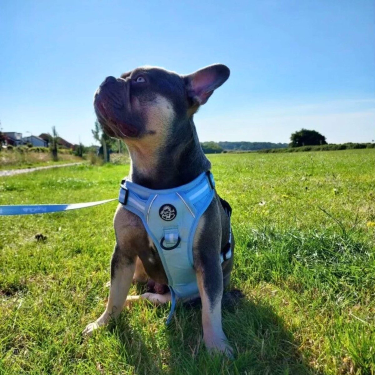 Pastel Blue Rugged Rover Dog Harness