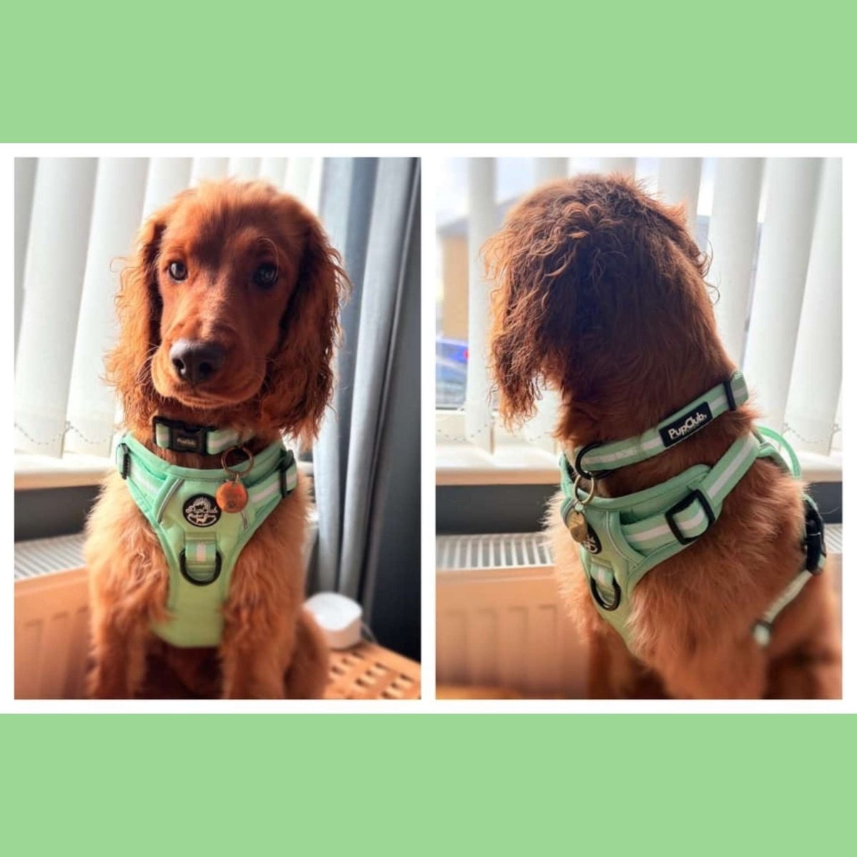 Pastel Mint Green No Pull Dog Harness