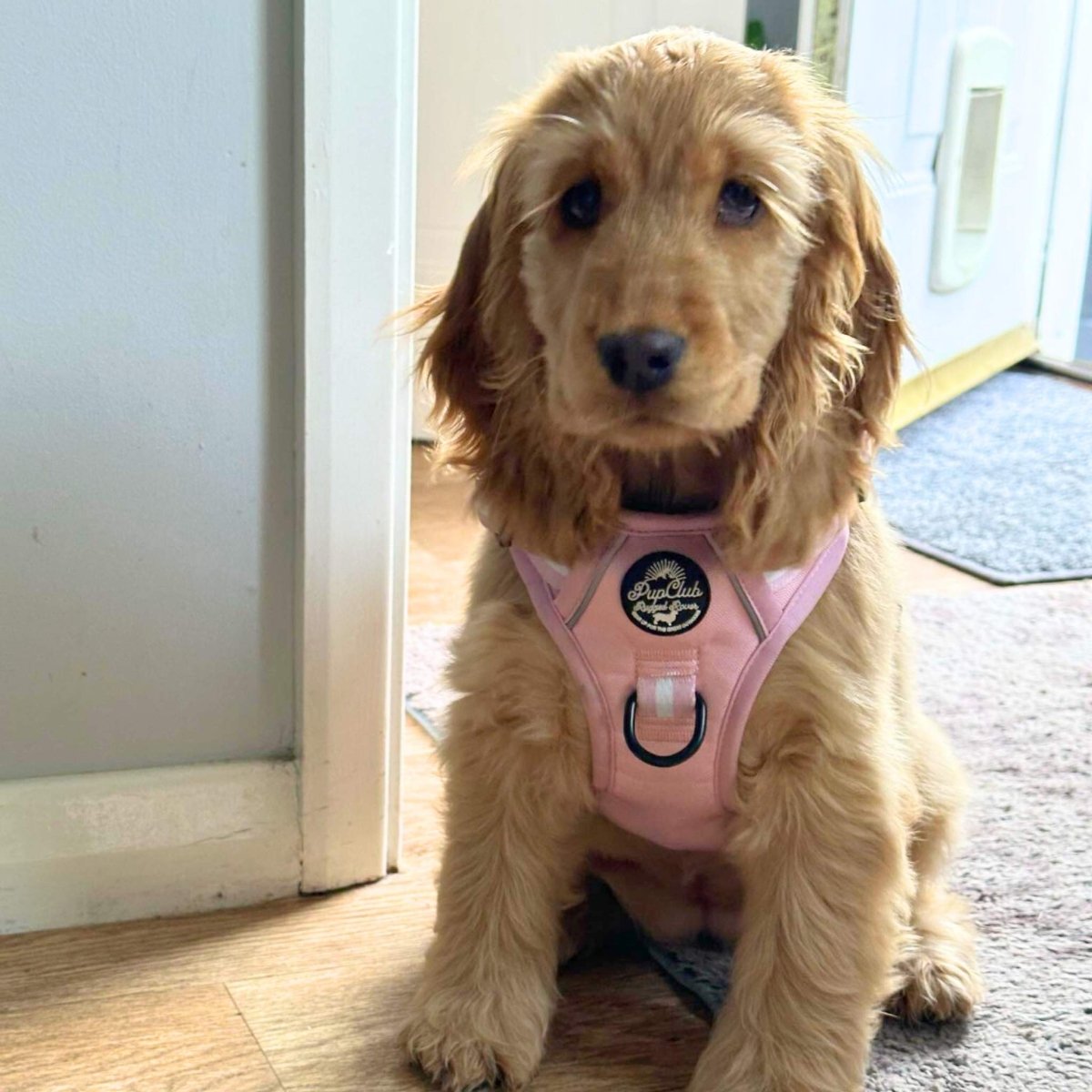 Pastel Pink No Pull Dog Harness with Front and Back Control