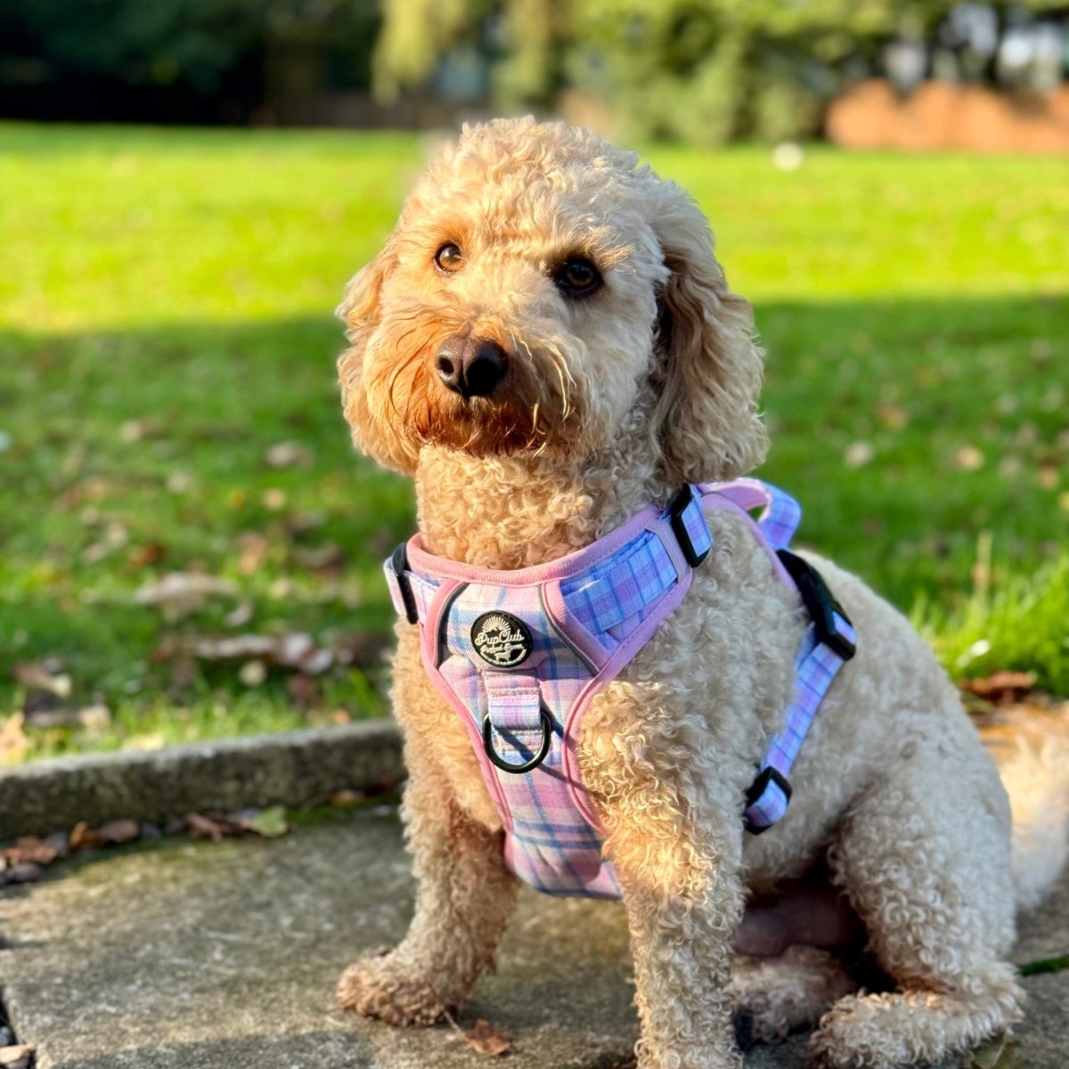 Pink Tartan No Pull Dog Harness