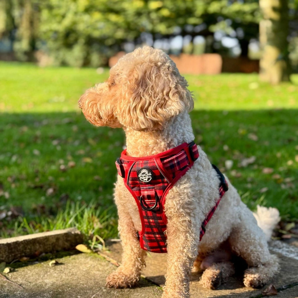 Red Tartan No Pull Dog Harness