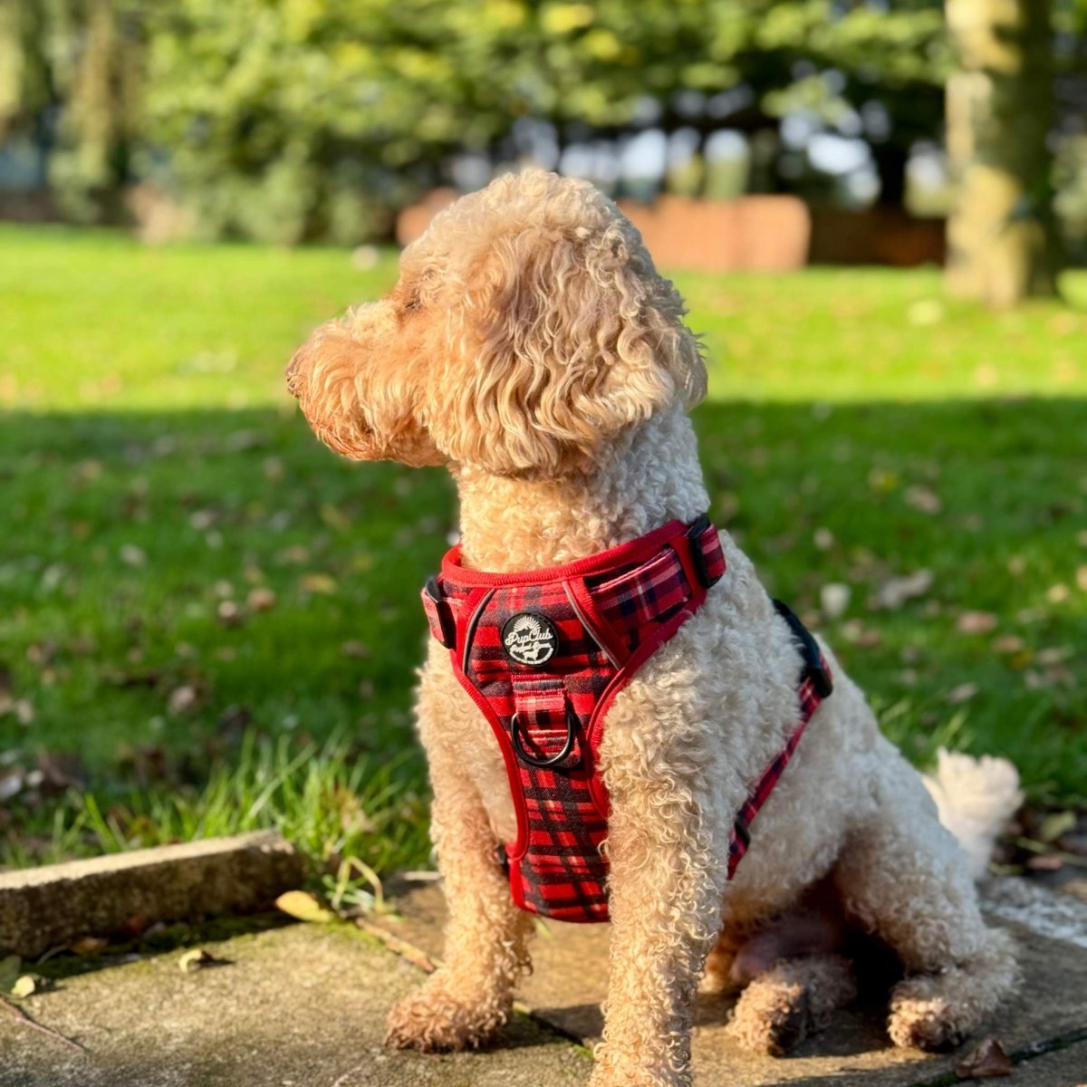 Red Tartan No Pull Dog Harness