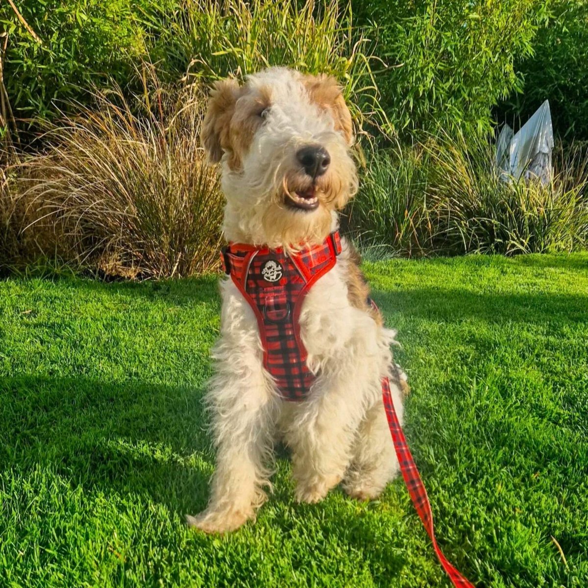 Red Tartan Dog Lead 5ft