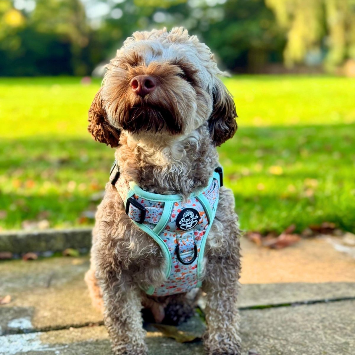 Woodland Friends No Pull Dog Harness