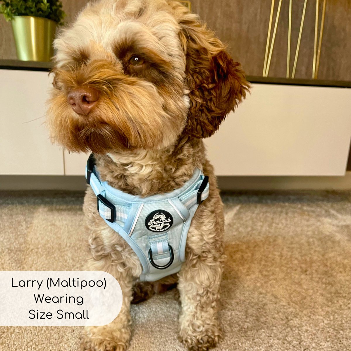 Pastel Blue Rugged Rover Dog Harness