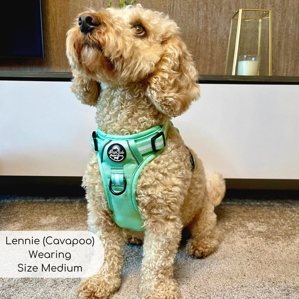 Pastel Mint Green No Pull Dog Harness