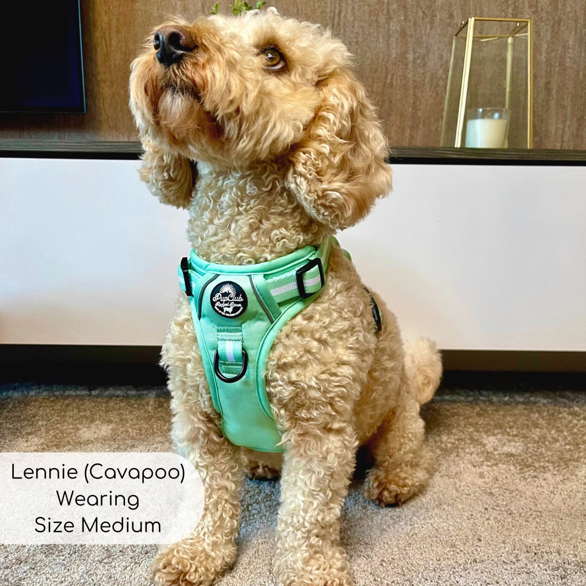 Pastel Mint Green No Pull Dog Harness