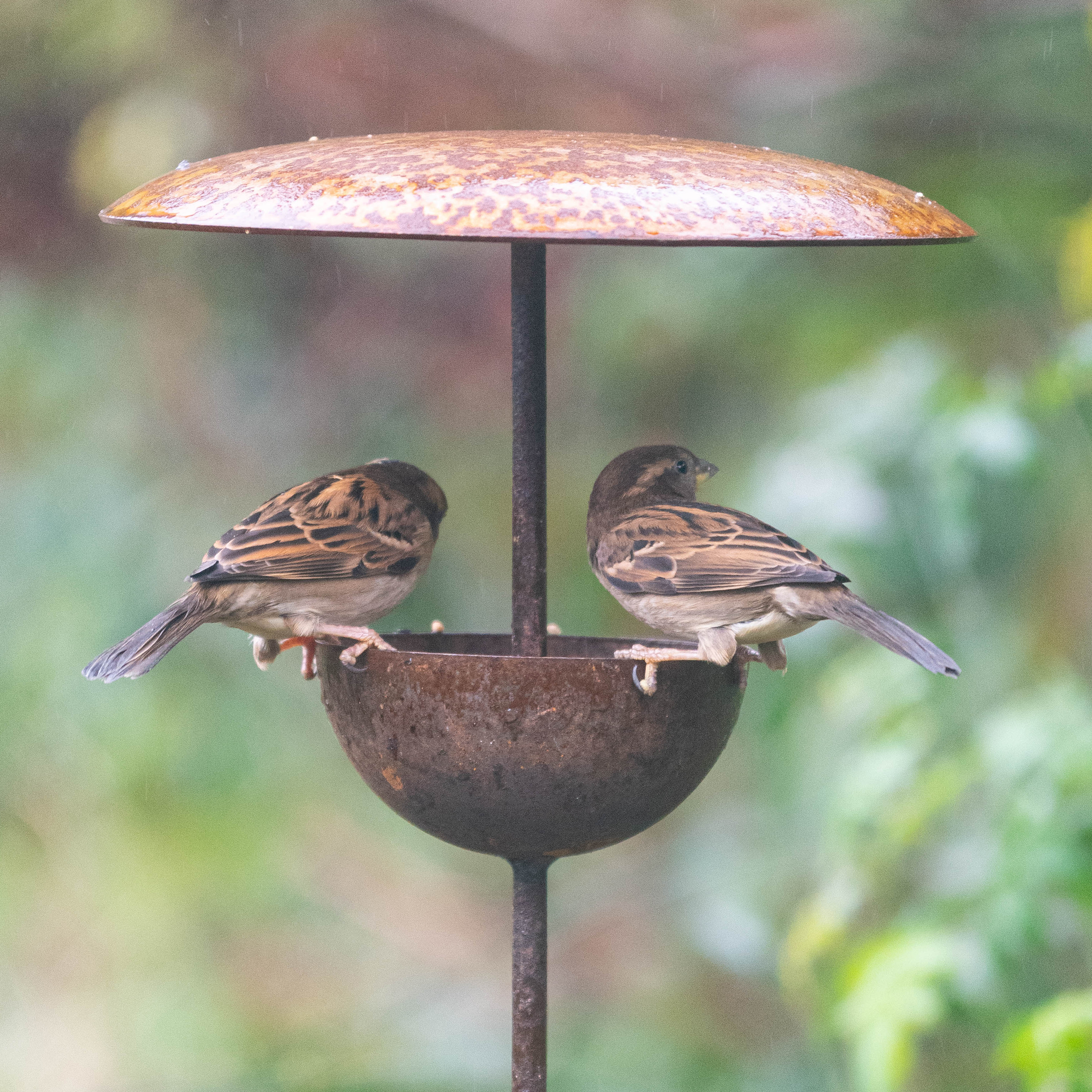 Rusty Metal Bird Feeding Stake