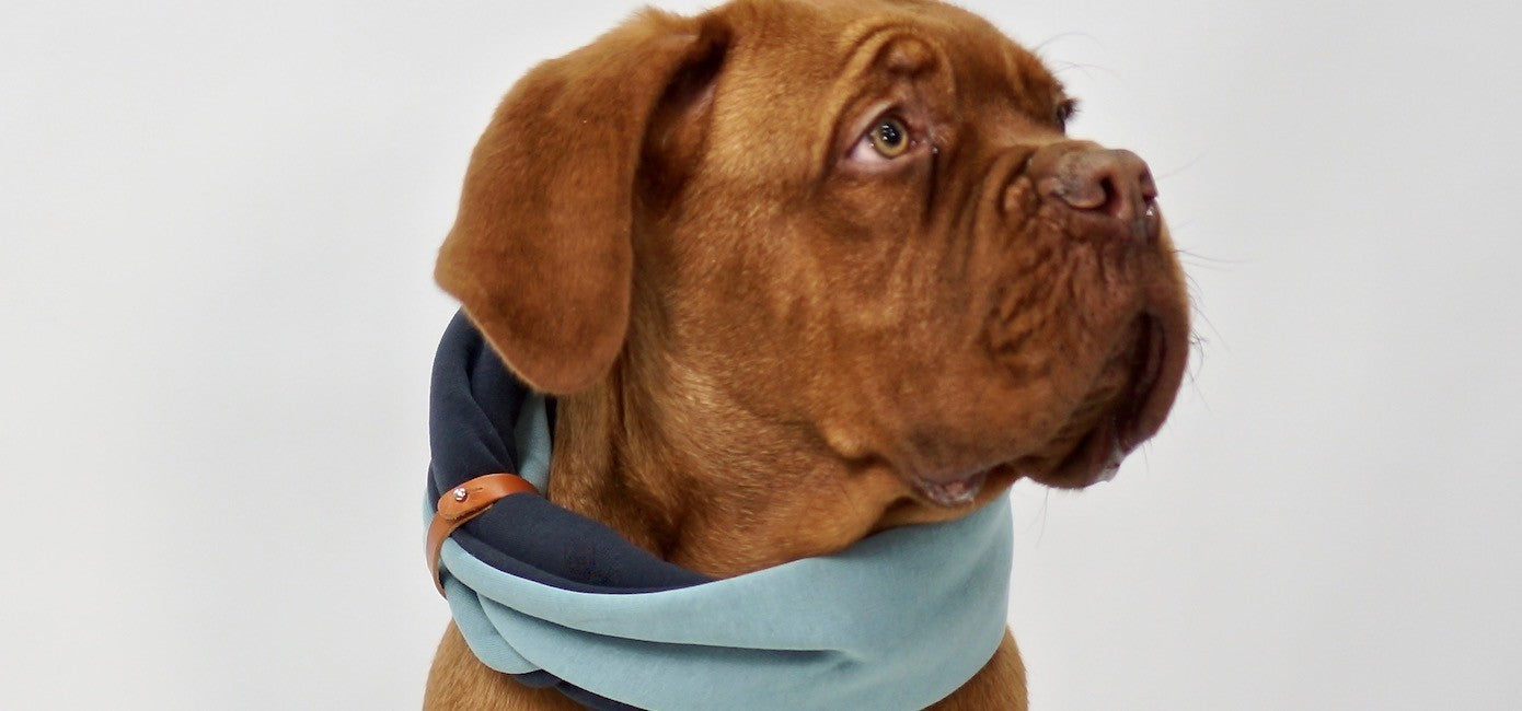 bold turquoise and iron dog neck warmer with a sophisticated leather belt, styled confidently