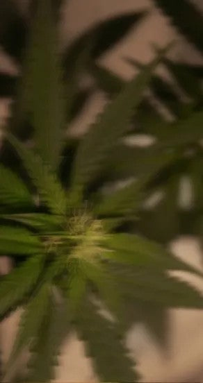 incognito spray perfume bottle on a sandy beach at sunrise, capturing its amber and incense scent