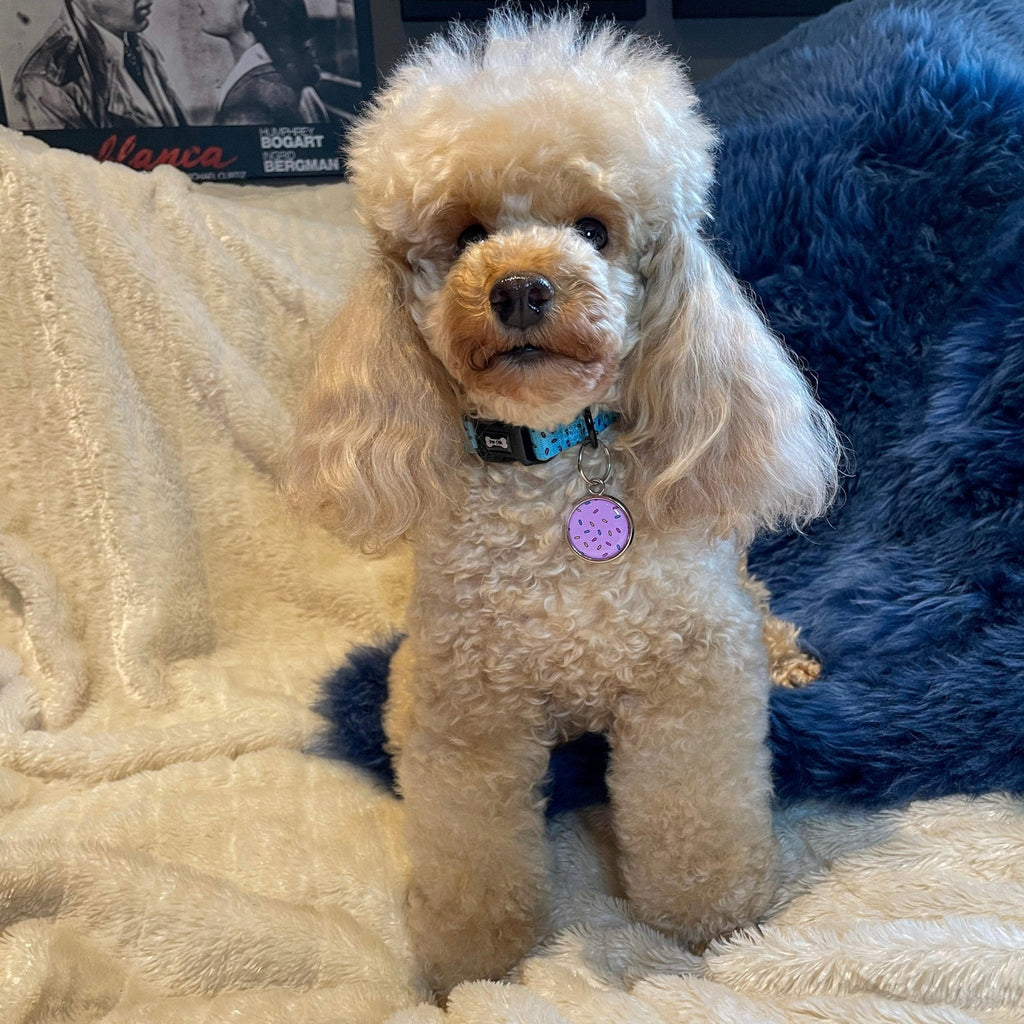 Sprinkles For Days Dog Collar in Pink or Blue