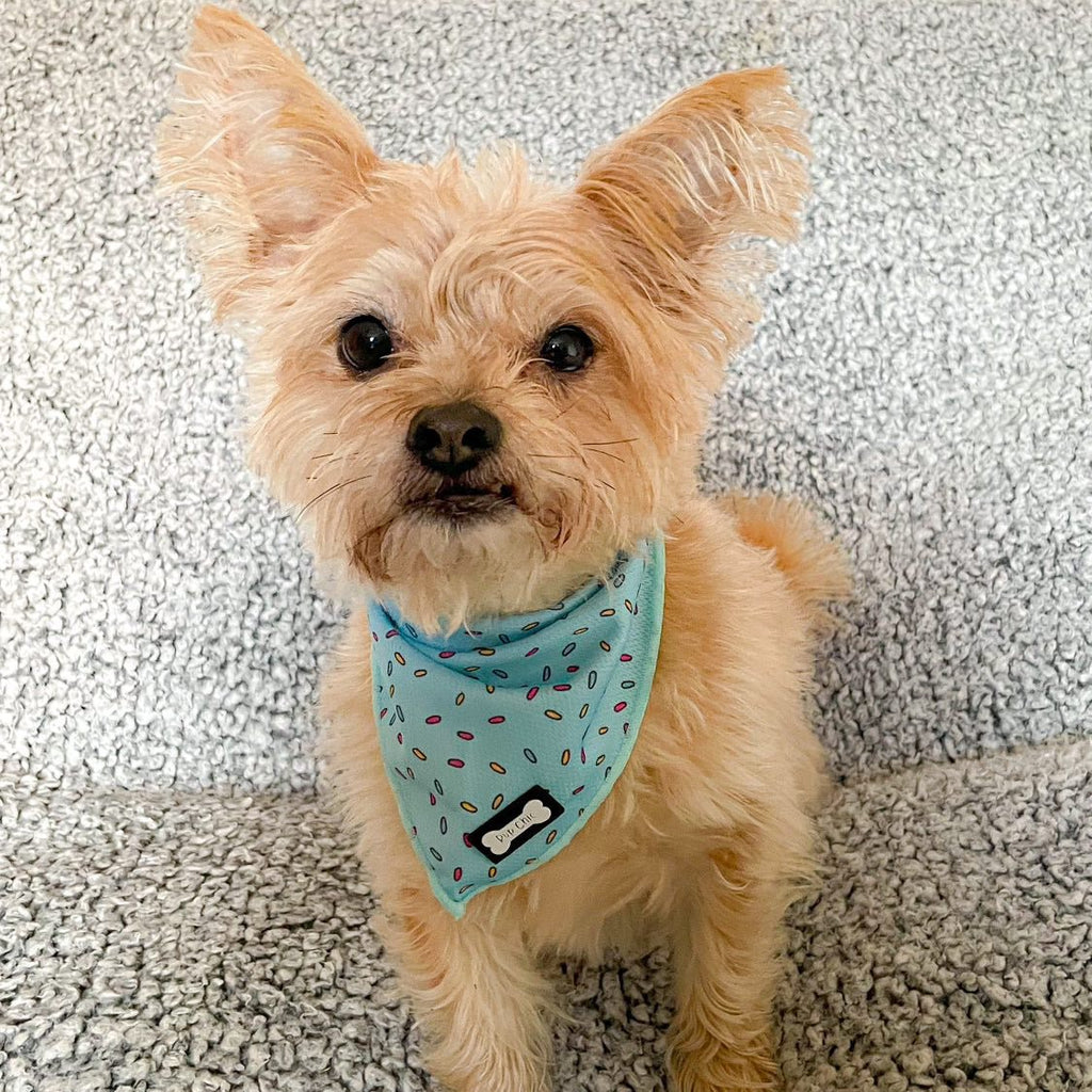 Sprinkles Cooling Bandana for Dogs in Blue