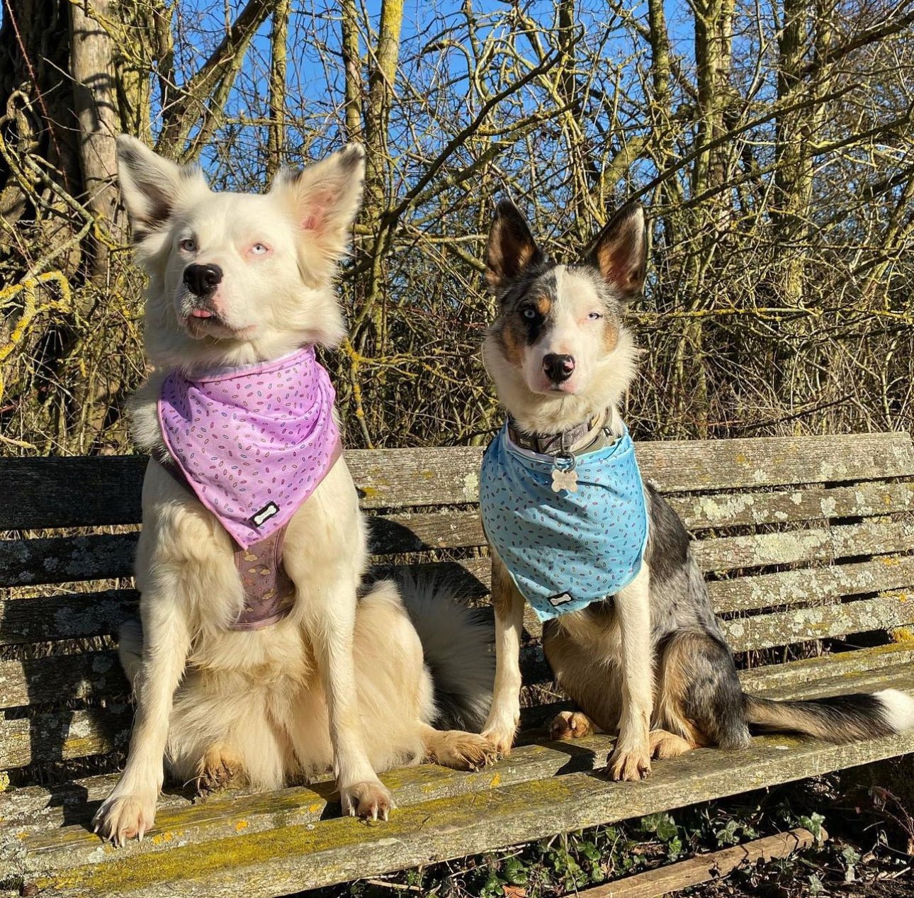 Sprinkles Cooling Bandana Pink