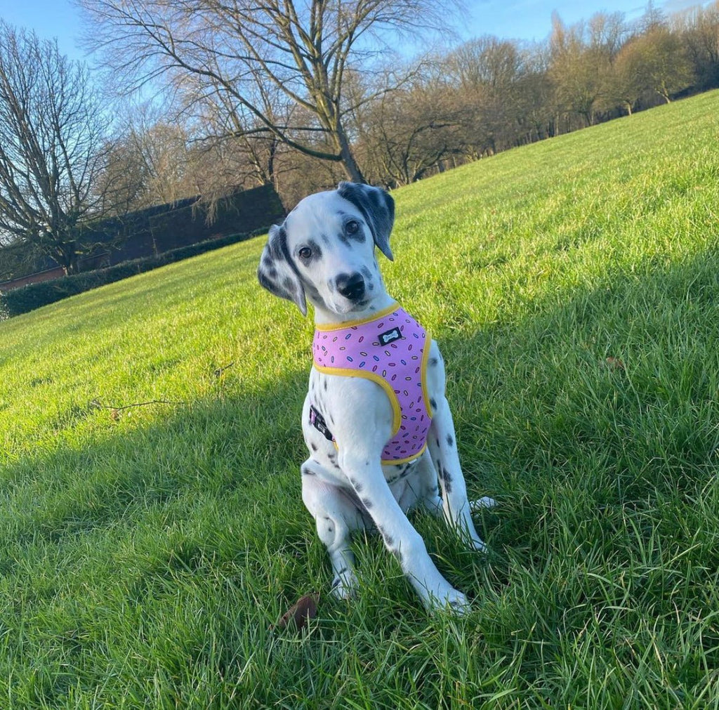 Reversible Sprinkles Dog Harness in Pink and Blue