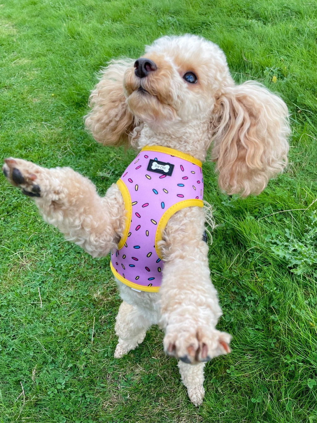 Reversible Sprinkles Dog Harness in Pink and Blue