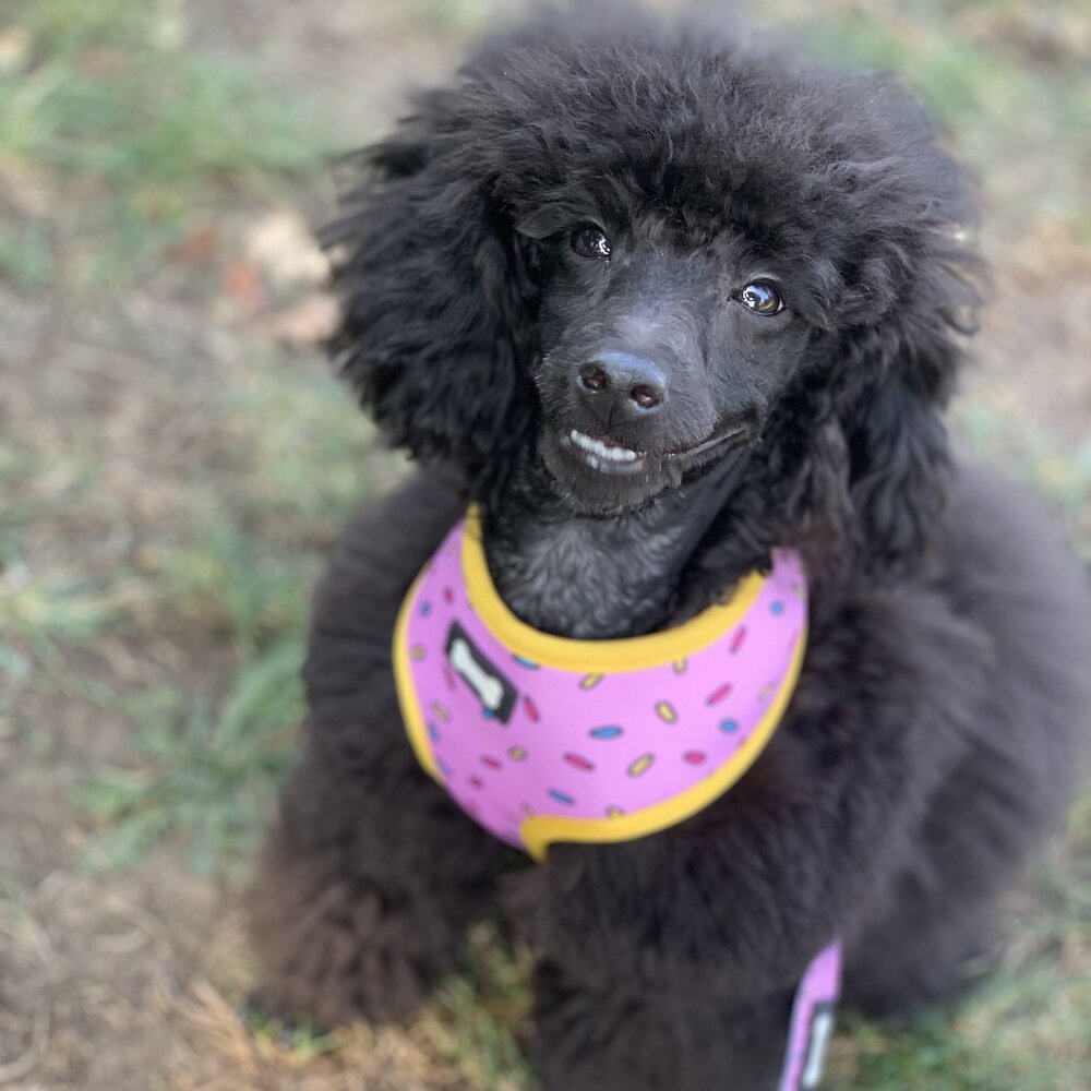 Reversible Sprinkles Dog Harness in Pink and Blue