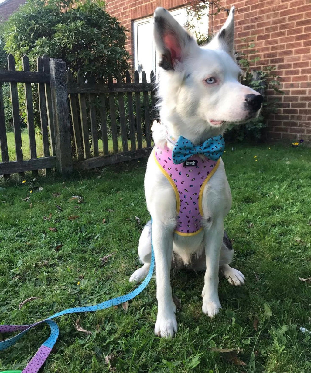 Reversible Sprinkles Dog Harness in Pink and Blue