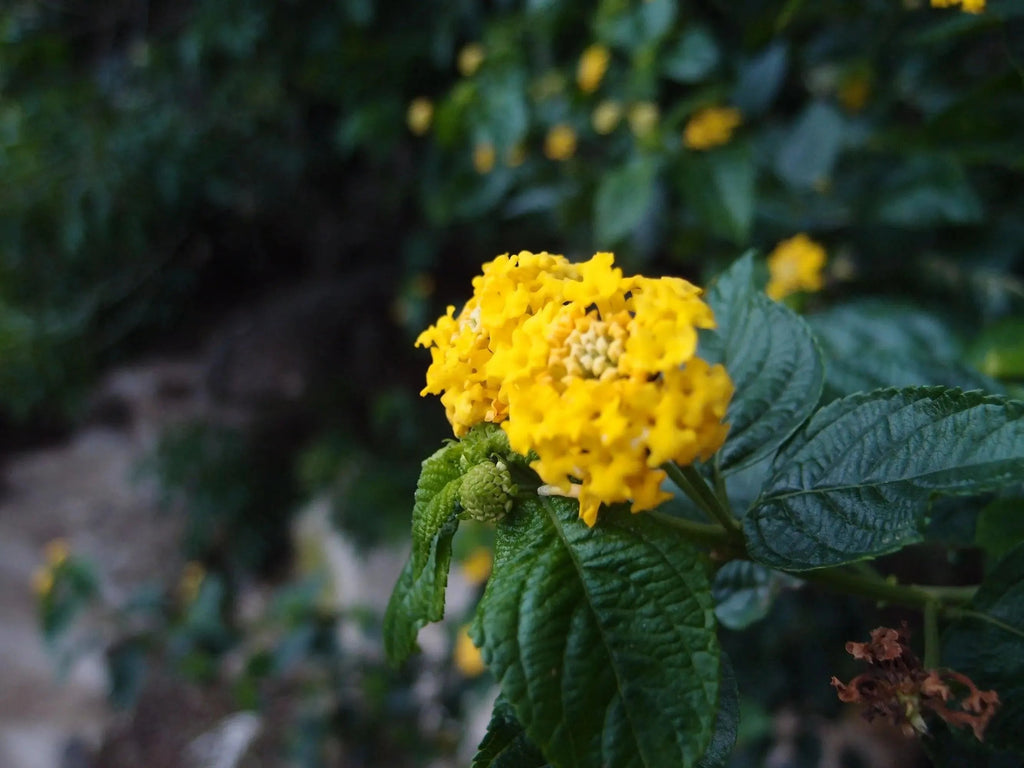 Sterling Silver Oval Dangle Earrings with Real Flowers