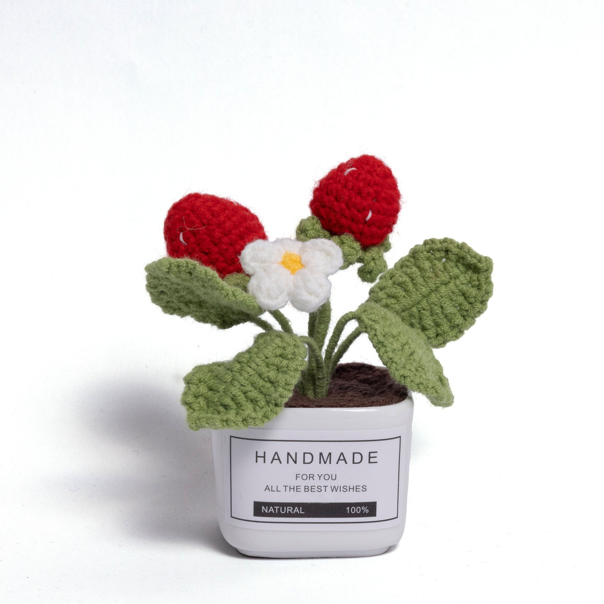 Tranquil Succulent Garden Collection