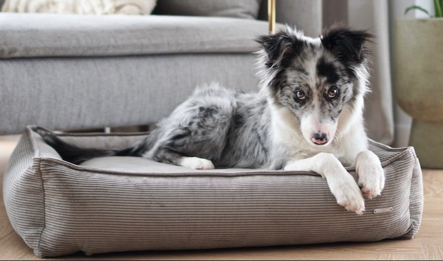 Strippo Dog Bed - Mokka 