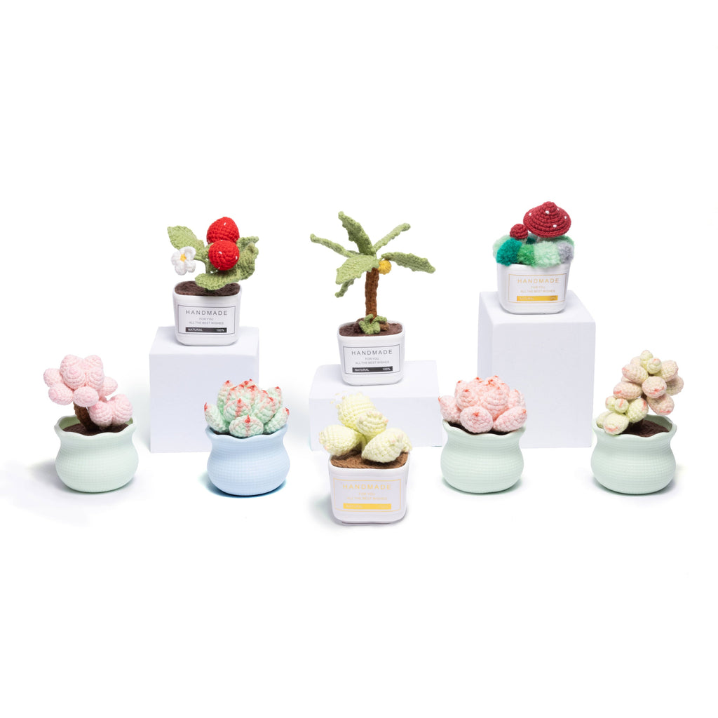 Tranquil Succulent Garden Collection