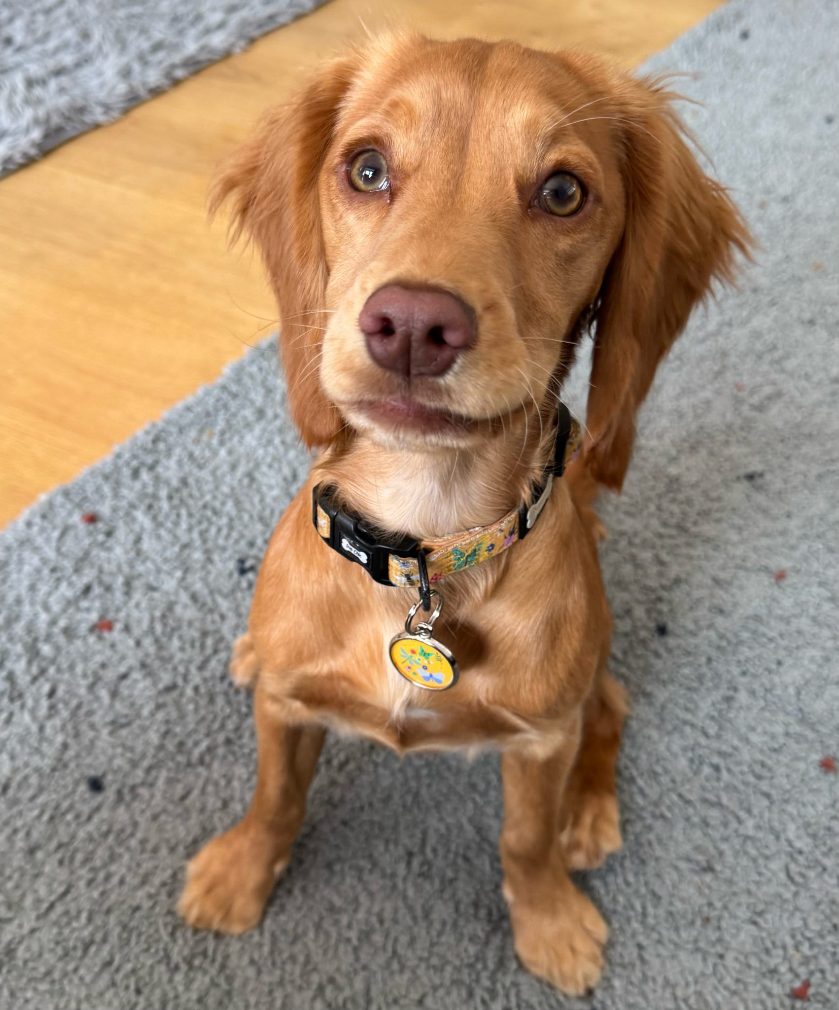 Summer Buzzin Dog Collar