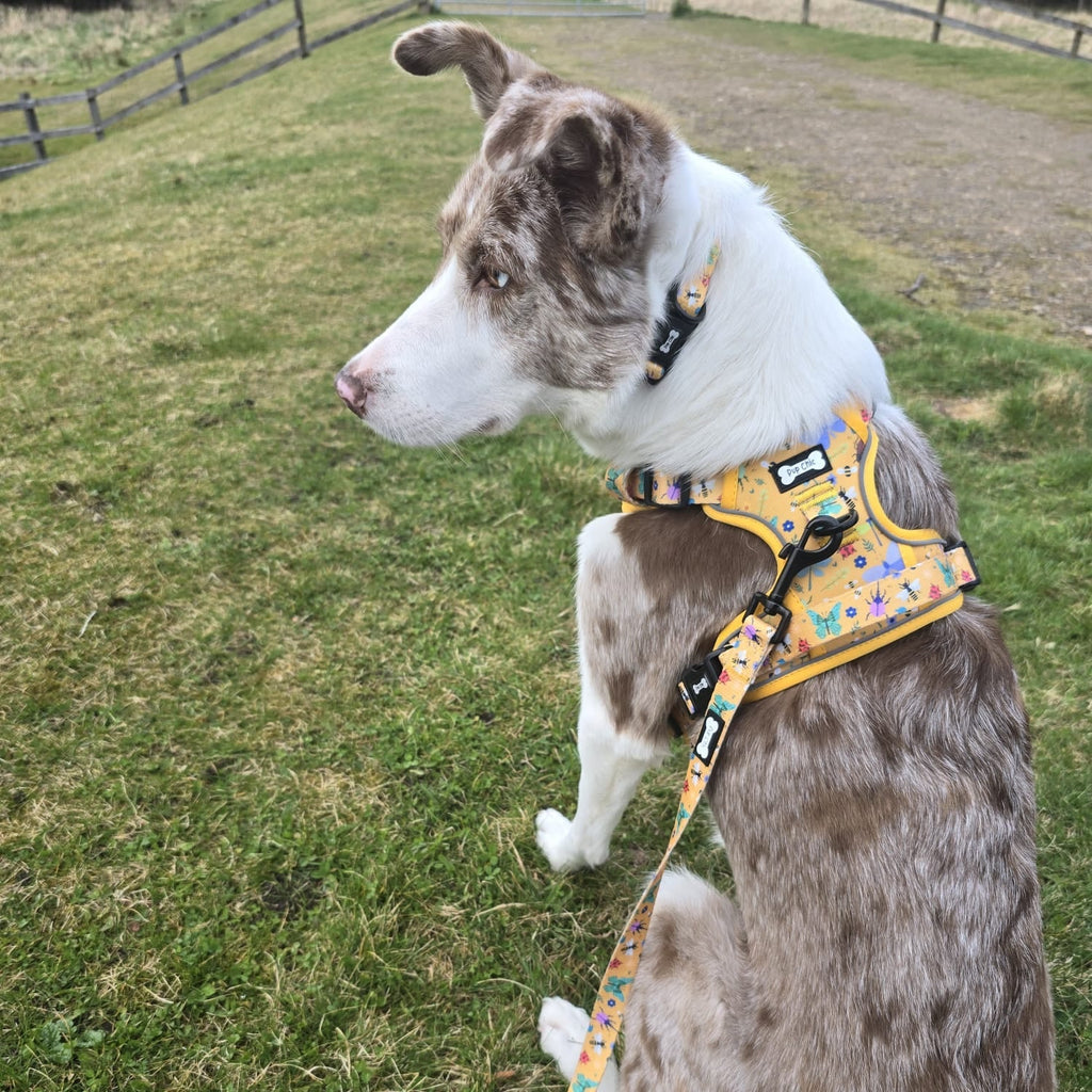 Summer Buzzin Yellow Insect Print No Pull Dog Harness, Adjustable Step In XS to XL