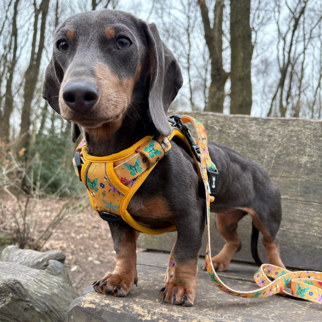 Summer Buzzin Yellow Insect Print No Pull Dog Harness, Adjustable Step In XS to XL