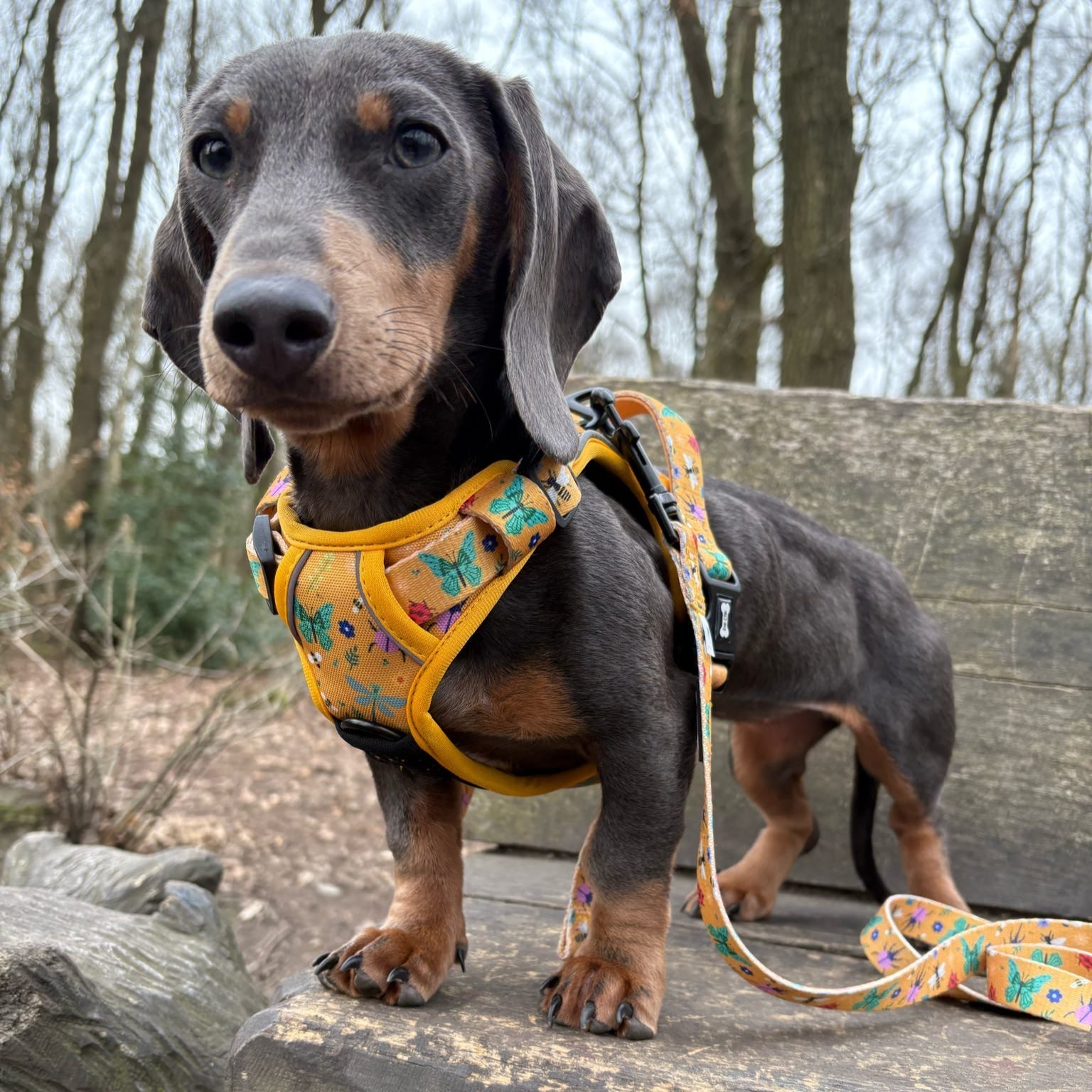 Summer Buzzin Yellow Insect Print No Pull Dog Harness, Adjustable Step In XS to XL